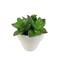 Assorted Micro Potted Succulent, 1pc. by Ashland®